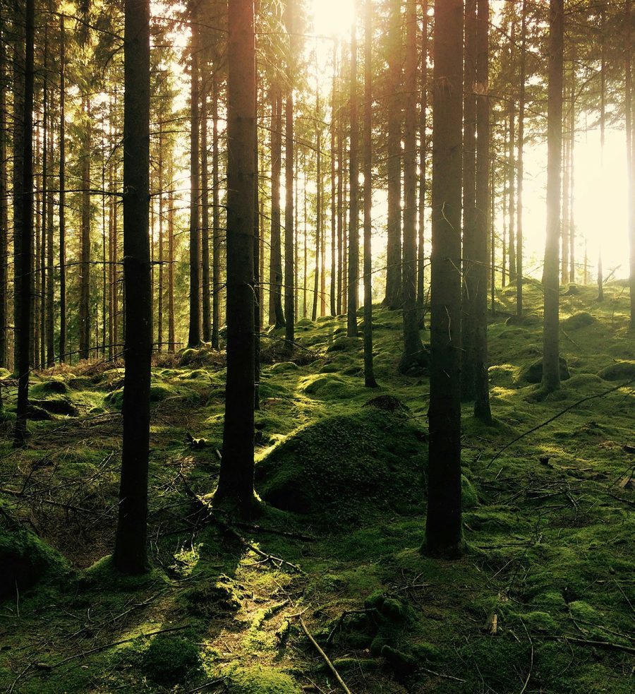 Solljus genom en granskog